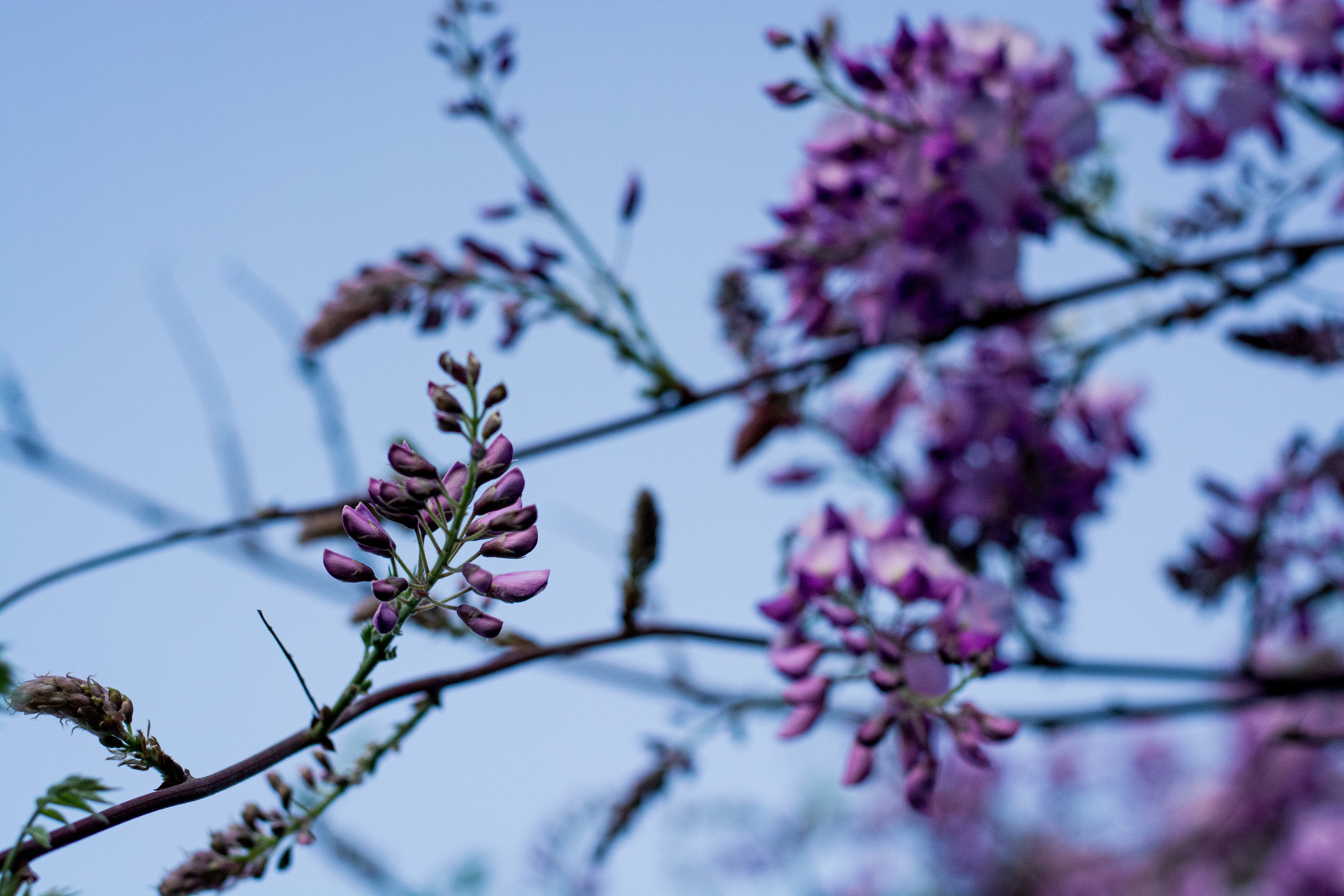 Wisteria: From Dusk to Dawn – Complete Digital Series