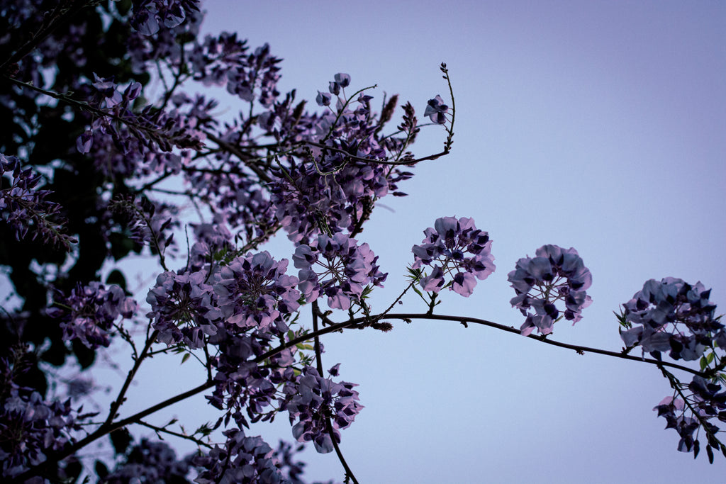 Wisteria: From Dusk to Dawn – Complete Digital Series