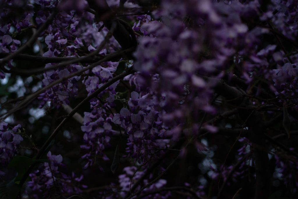 Wisteria: From Dusk to Dawn – Complete Digital Series